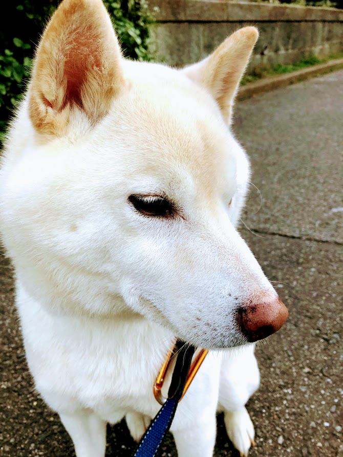 f:id:fumitaka-siro:20181218113318j:plain