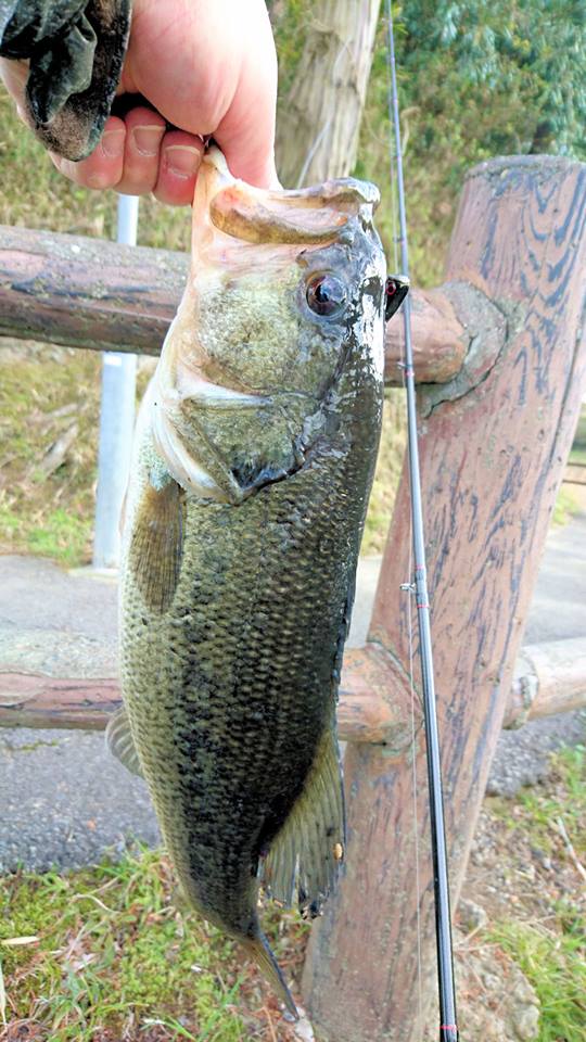 f:id:fumitaka-siro:20190325190948j:plain