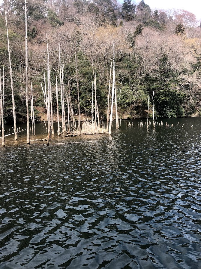 f:id:fumitaka-siro:20190406225904j:plain