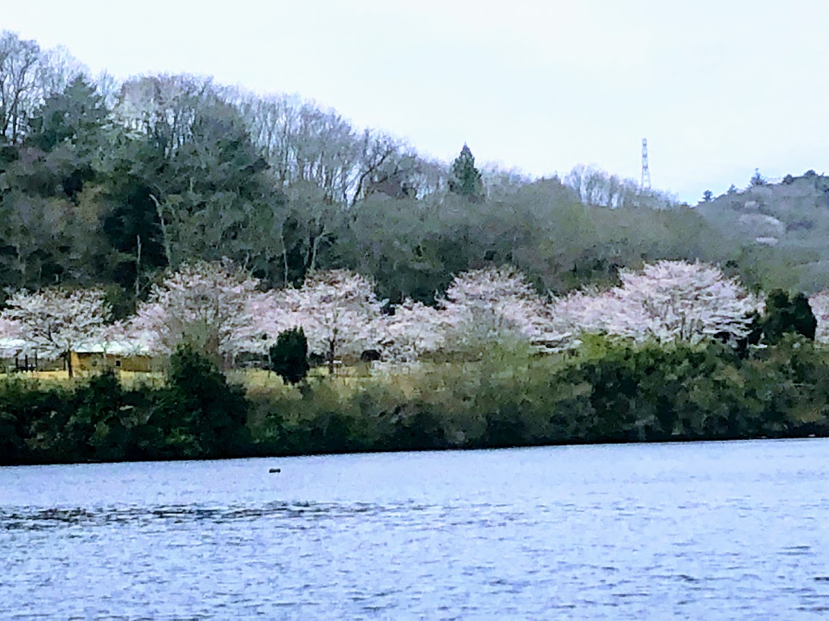 f:id:fumitaka-siro:20190408205733j:plain