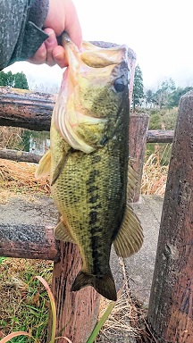 f:id:fumitaka-siro:20190420210749j:plain