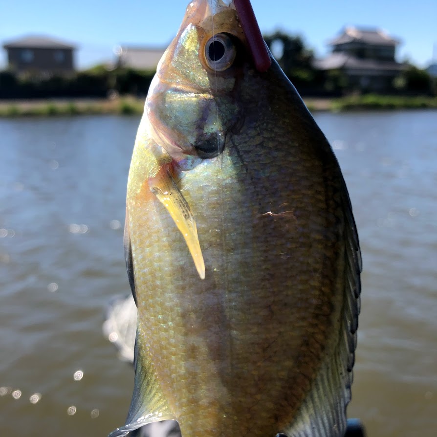 f:id:fumitaka-siro:20190509072620j:plain