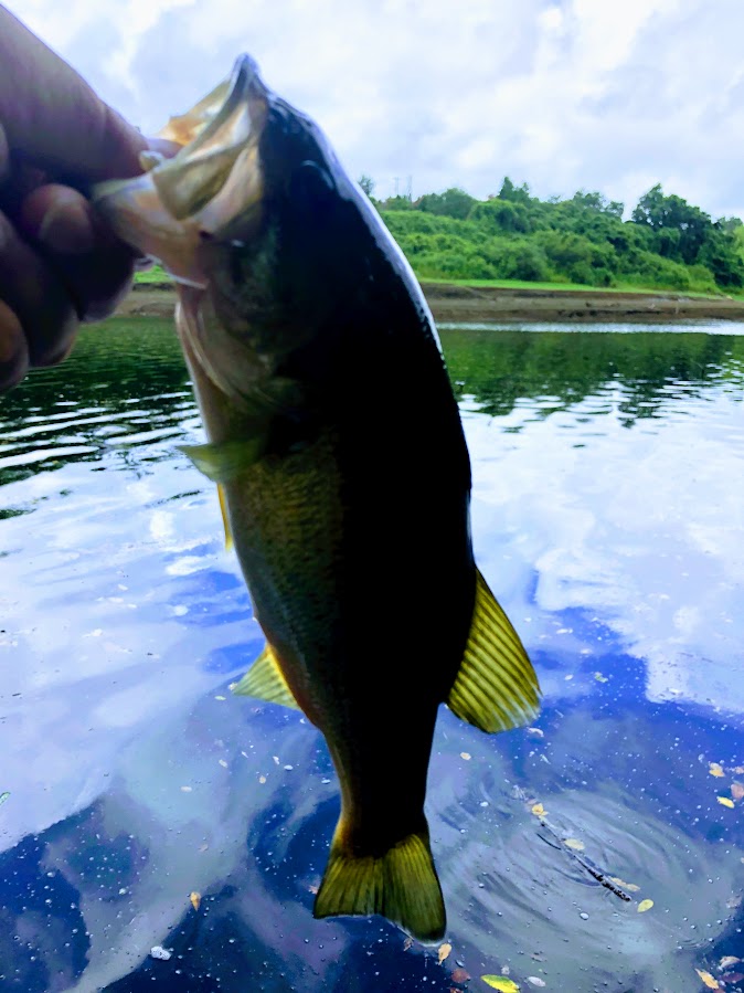 f:id:fumitaka-siro:20190815073116j:plain