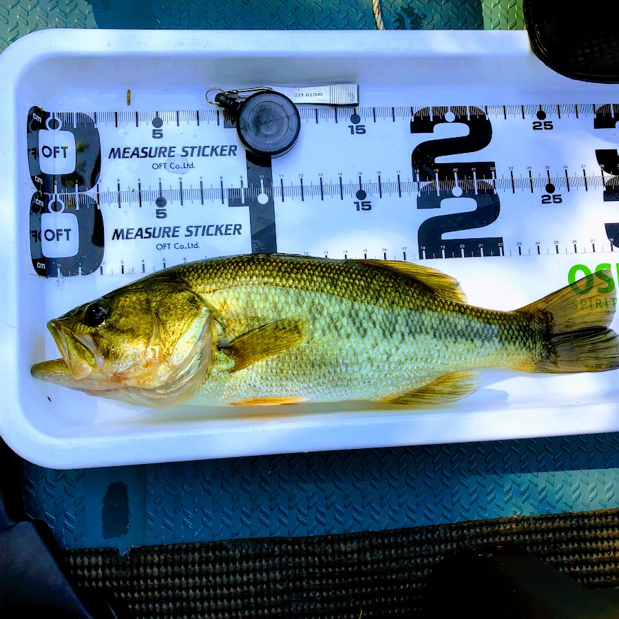 f:id:fumitaka-siro:20191005214533j:plain