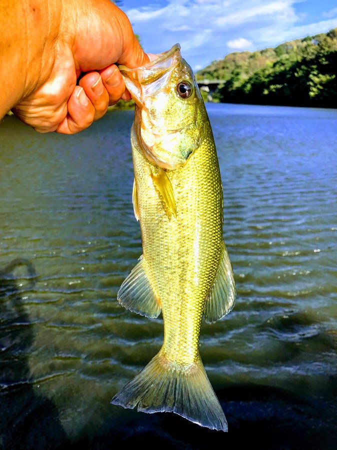 f:id:fumitaka-siro:20191005214548j:plain