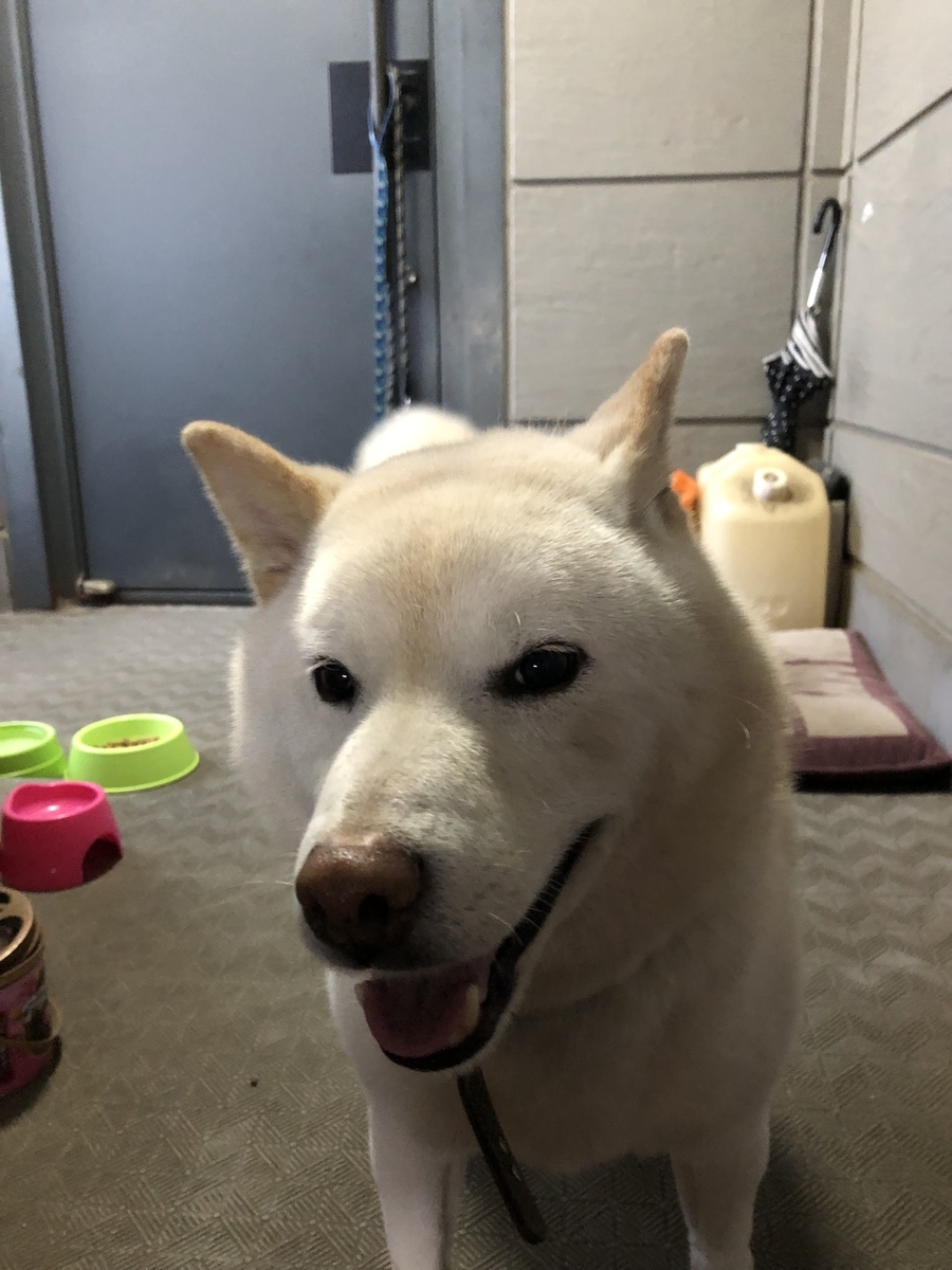 f:id:fumitaka-siro:20191106220212j:plain f:id:fumitaka-siro:20191106220212j:plain