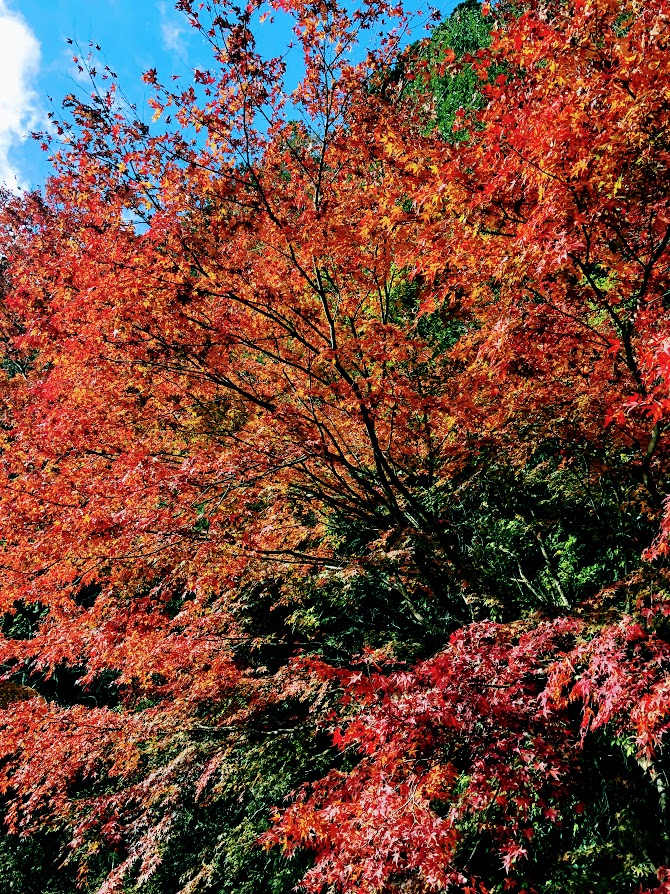 f:id:fumitaka-siro:20191222000920j:plain f:id:fumitaka-siro:20191222000920j:plain