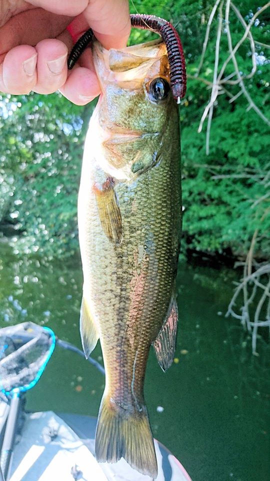 f:id:fumitaka-siro:20200531234549j:plain