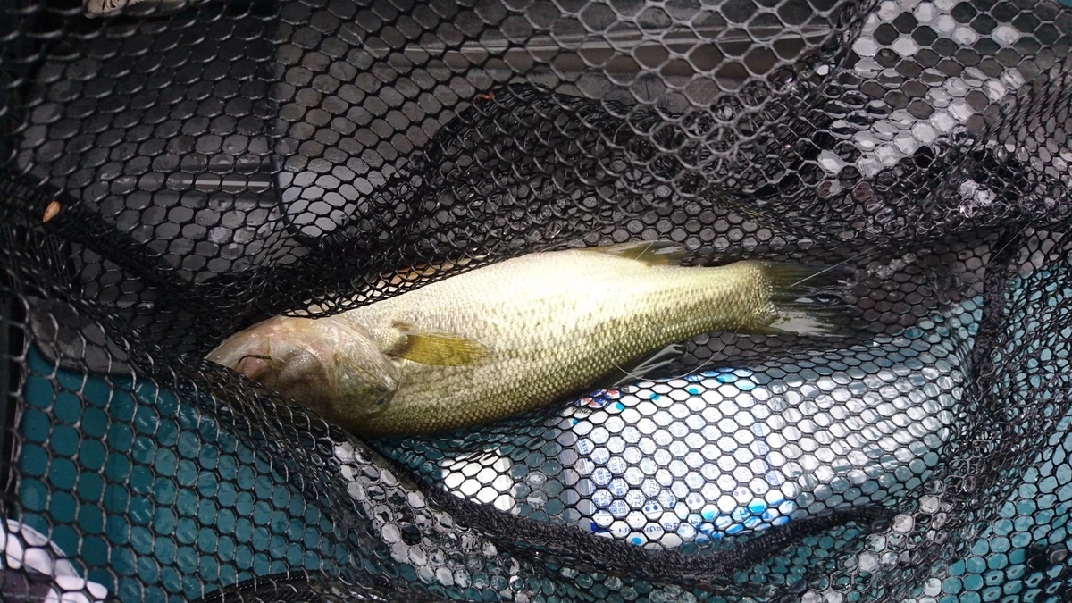 f:id:fumitaka-siro:20200531235322j:plain