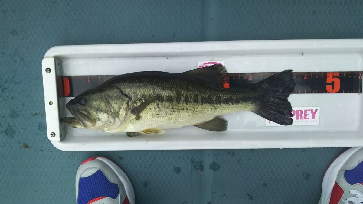 f:id:fumitaka-siro:20201102212125j:plain
