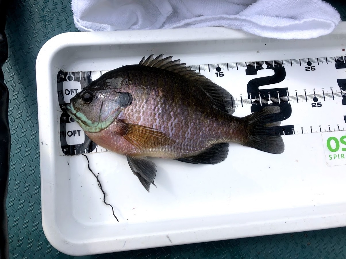 f:id:fumitaka-siro:20210417032857j:plain