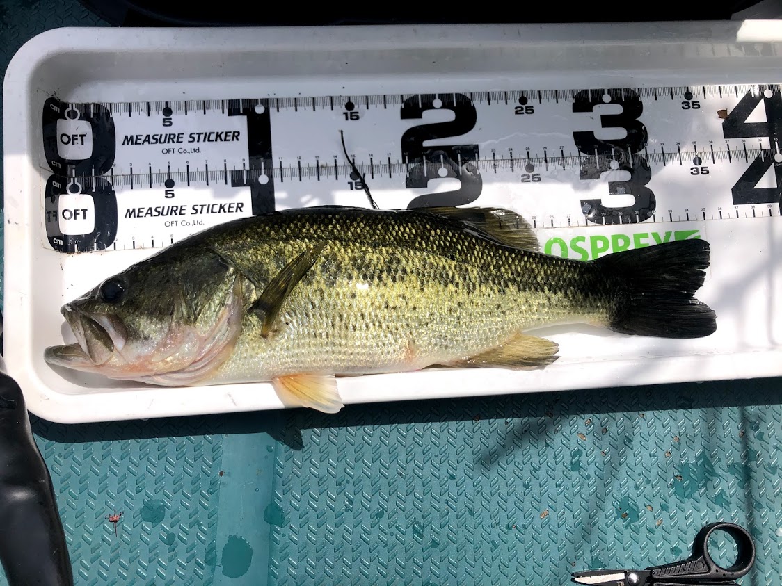 f:id:fumitaka-siro:20210417033048j:plain