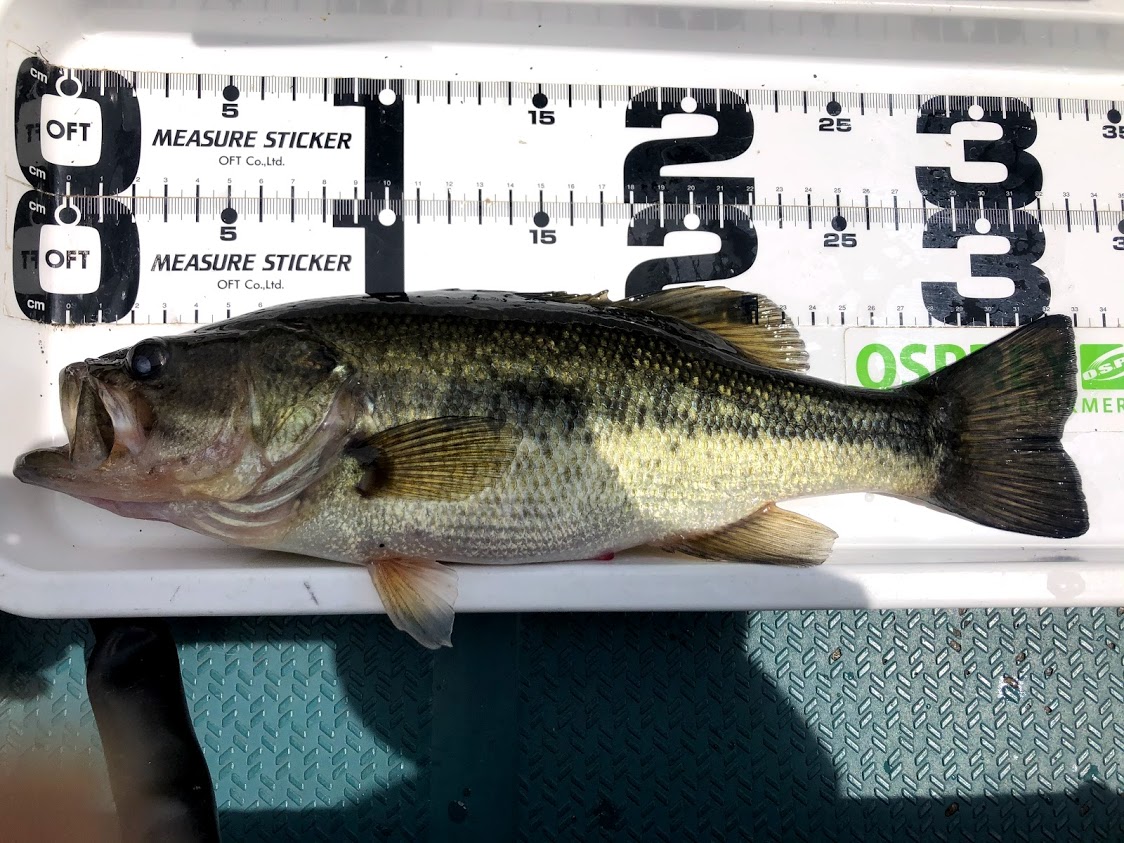 f:id:fumitaka-siro:20210417124841j:plain