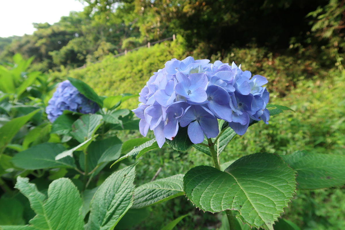 f:id:fumizuki_f:20210614190454j:plain