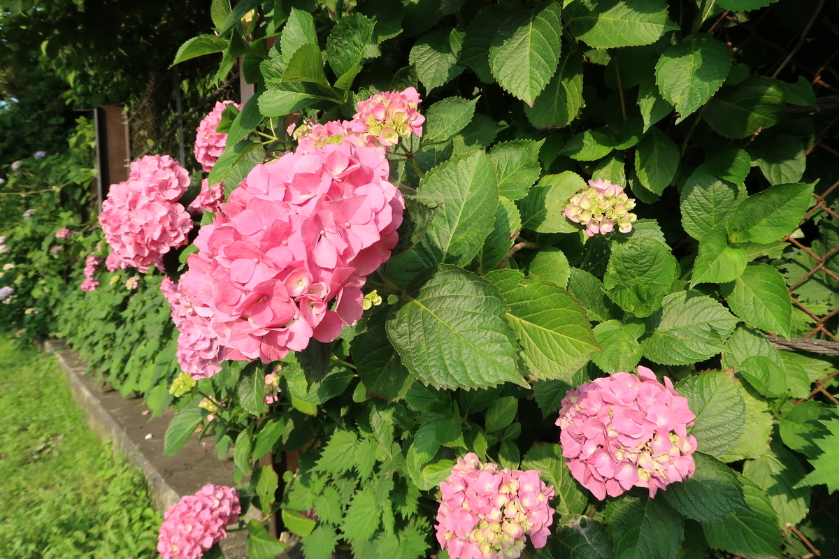 f:id:fumizuki_f:20210614190817j:plain