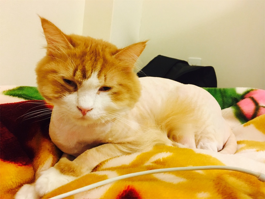 f:id:funa999:20190624193915j:image f:id:funa999:20190624193915j:image