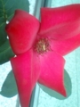 花写真