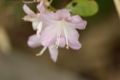 [SP90]花写真