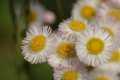 [SP90]花写真