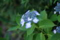[DA70]花写真