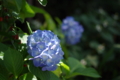 [DA70]花写真