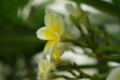 [DA35L]花写真