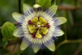 [DA35L]花写真