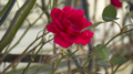 [Q06]花写真