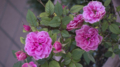 [Q06]花写真