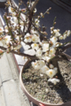 [Q08]花写真