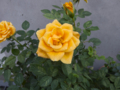 [Q08]花写真