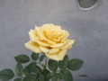 [Q08]花写真