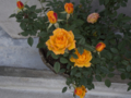 [Q08]花写真