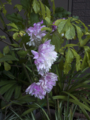 [Q08]花写真