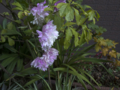[Q08]花写真