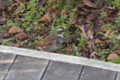[Q06]鳥写真