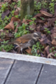 [Q06]鳥写真