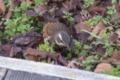 [Q06]鳥写真