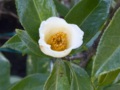 [Q06]花写真
