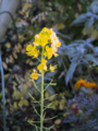 [Q06]花写真