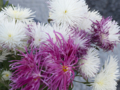 [Q06]花写真