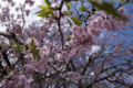 [Q08]花写真