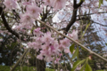 [Q08]花写真
