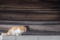 猫写真