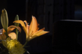 [Q06]花写真