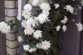 [Q06]花写真