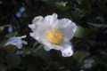 [Q06]花写真
