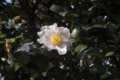 [Q06]花写真