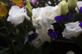 [Q06]花写真