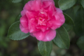 [Q06]花写真